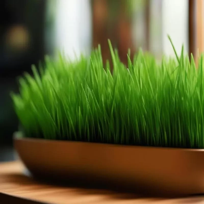 Зеленый оазис Зеленый оазис